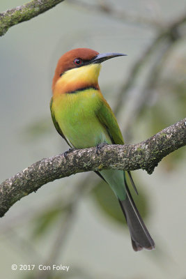 Bee-eater, Chestnut-headed @ near Sinharaja