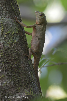 Hump-nosed Lizard @ Sinharaja