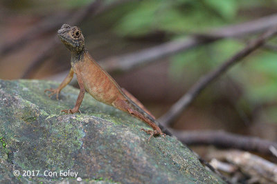 Brown-patched Kangaroo Lizard (Otocryptis wiegmanni) @ Sinharaja