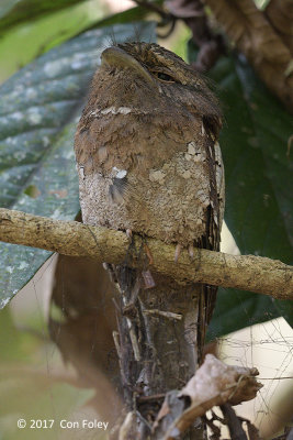 Frogmouth, Sri Lanka (male) @ Sinharaja