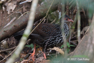 Spurfowl, Sri Lanka (subadult male) @ Sinharaja