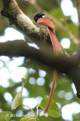 Flycatcher, Indian Paradise (male resident) @ Sinharaja