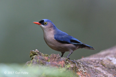 Nuthatch, Velvet-fronted (female) @ Sinharaja