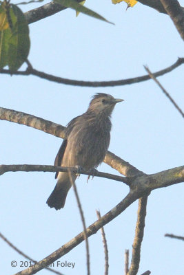 Starling, White-faced