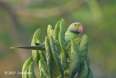 Parakeet, Layard's (male) @ Education Centre