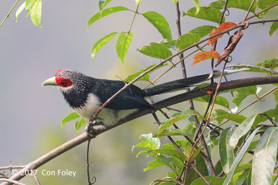 Malkoha, Red-faced