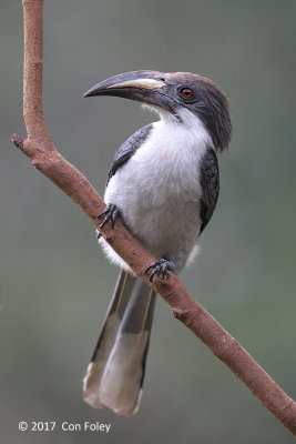 Hornbill, Sri Lanka Grey (female) @ Martins Lodge