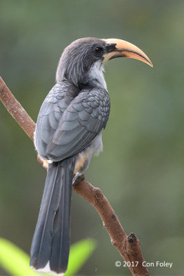 Hornbill, Sri Lanka Grey