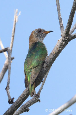 Cuckoo, Asian Emerald (female) @ Sentosa