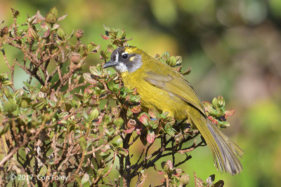 Bulbul, Yellow-eared @ Horton Plains