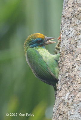 Barbet, Yellow-fronted