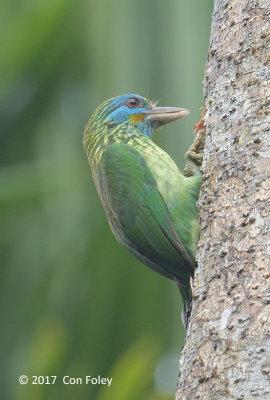 Barbet, Yellow-fronted @ Kitulgala