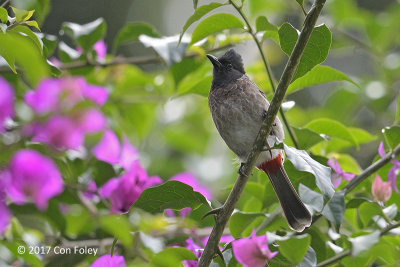 Bulbul, Red-vented @ Victoria Park