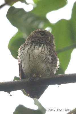Owlet, Chestnut-backed