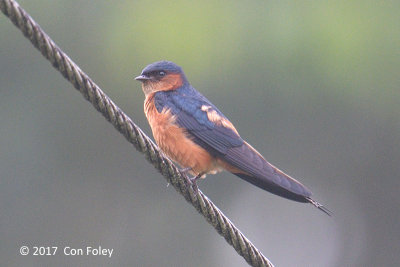 Swallow, Sri Lanka