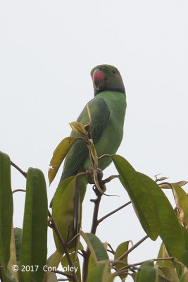 Parakeet, Layards (male) @ Kitulgala