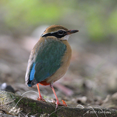 Pitta, Indian @ Victoria Park