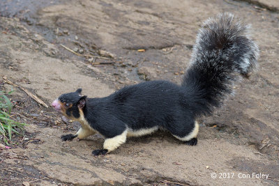 Grizzled Giant Squirrel (Ratufa macroura macroura) @ Horton Plains (World's End)