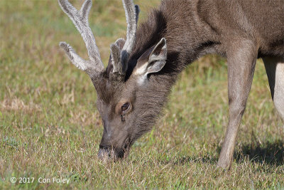 Samba Deer (male) @ Horton Plains