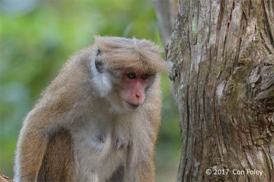 Toque Macaque @ Hakgala Botanical Garden