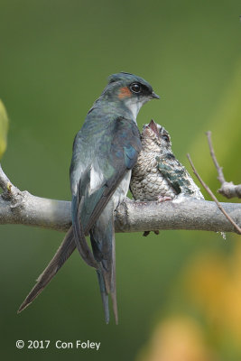 Treeswift, Grey-rumped (male+chick) @ AMK