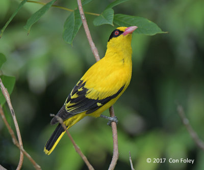 Oriole, Black-naped @ STBT