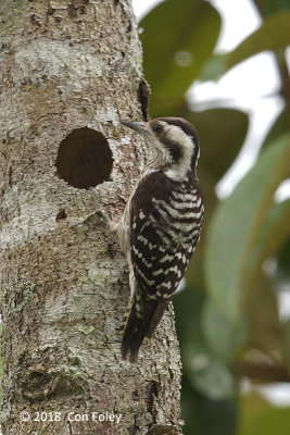 Woodpecker, Grey-capped