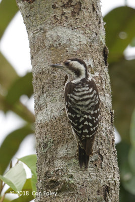 Woodpecker, Grey-capped @ Perlis