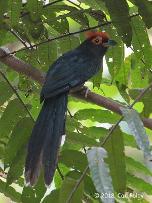 Malkoha, Red-crested @ Subic