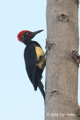 Woodpecker, White-bellied (male) @ Subic
