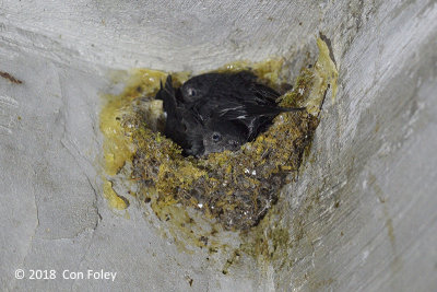 Swiftlet, Pygmy (nest) @ Subic