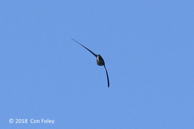 Swiftlet, Pygmy @ Subic
