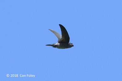 Swiftlet, Grey-rumped @ Subic