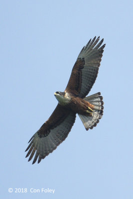 Eagle, Rufous-bellied