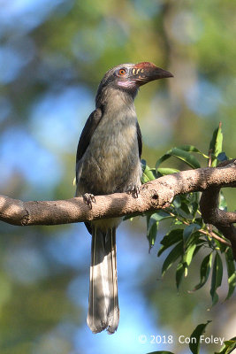 Hornbill, Luzon (female) @ Subic