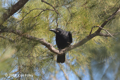 Crow, Large-billed @ Subic