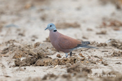 Dove, Red-collared (male) @ Perak