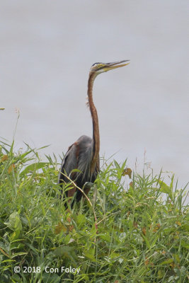 Heron, Purple @ Perak