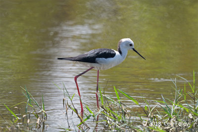 Stilt, Black-winged @ Penang