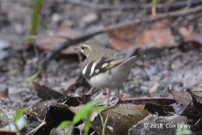 Wagtail, Forest @ Perlis
