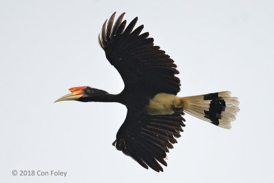 Hornbill, Rhinoceros (juvenile)