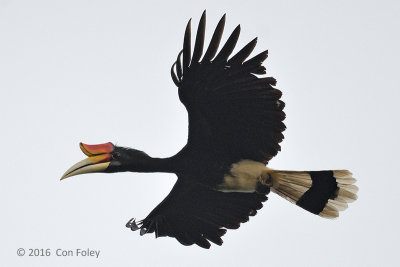 Hornbill, Rhinoceros (male)