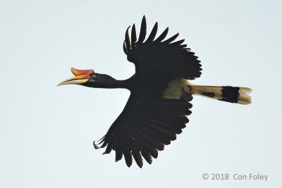 Hornbill, Rhinoceros (female)