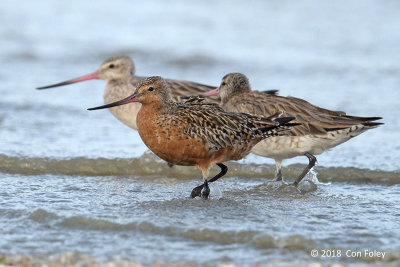 Godwit, Bar-tailed (male) @ Mersing