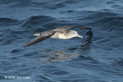 Shearwater, Streaked