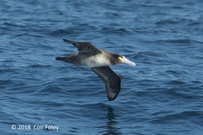 Albatross, Short-tailed (Imm) @ Izu islands
