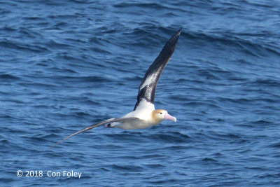 Albatross, Short-tailed (adult) @ Izu islands