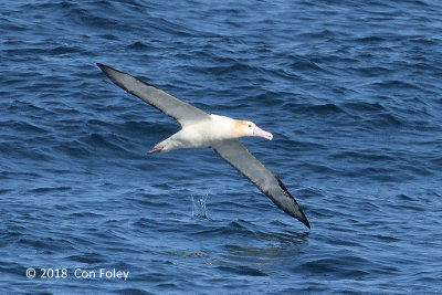 Albatross, Short-tailed (adult) @ Izu islands