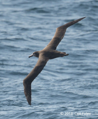 Albatross, Black-footed (imm) @ Izu islands