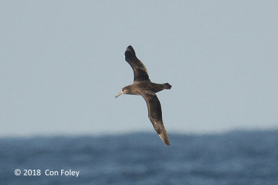 Albatross, Black-footed (juv) @ Izu islands